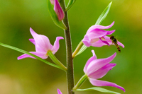 Orchidées de France