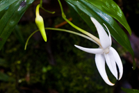 Orchidées de la réunion