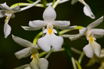 Orchid&eacute;es