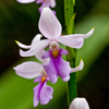 Orchidées