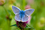Papillons